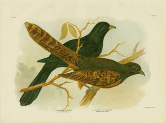 Fasan Coucal, 1891